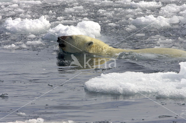 Polar bear (Ursus maritimus)