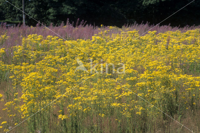 Jacobskruiskruid (Jacobaea vulgaris)