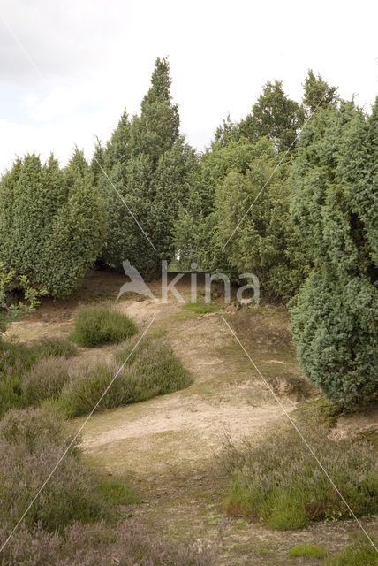 common juniper (Juniperus communis)