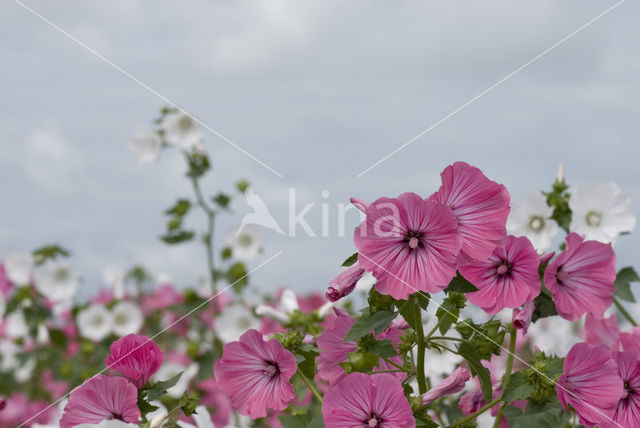 Mallow (Malva spec)