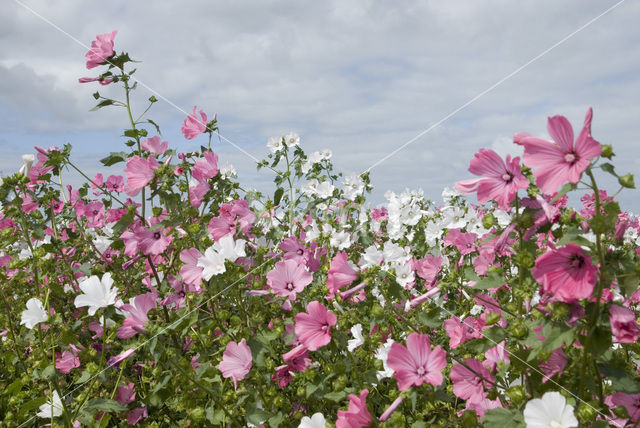 Mallow (Malva spec)