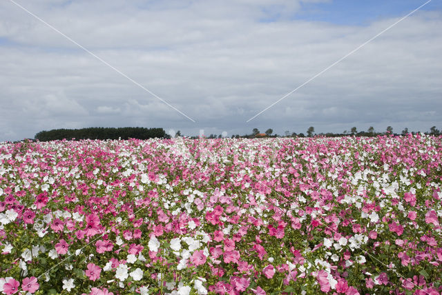 Kaasjeskruid (Malva spec)