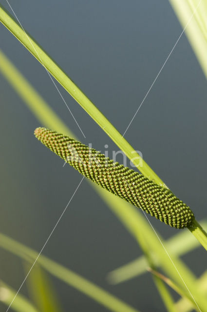 Kalmoes (Acorus calamus)