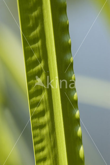 Sweet-flag (Acorus calamus)