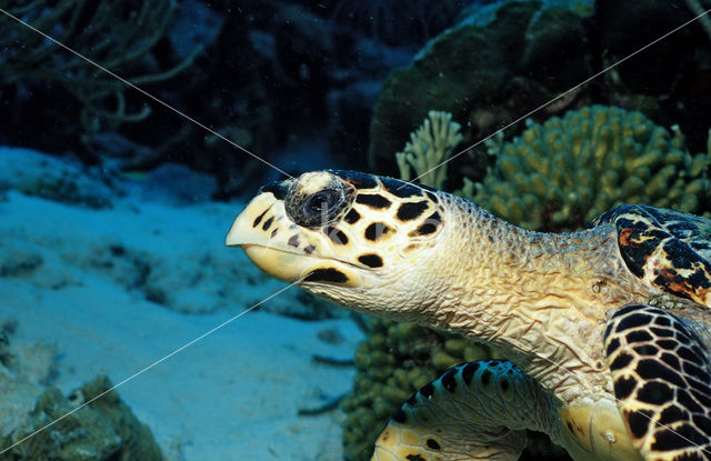 Hawksbill Turtle (Eretmochelys imbricata)