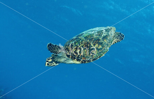 Karetschildpad (Eretmochelys imbricata)