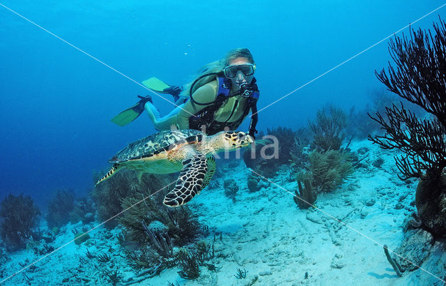 Karetschildpad (Eretmochelys imbricata)