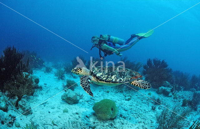 Hawksbill Turtle (Eretmochelys imbricata)