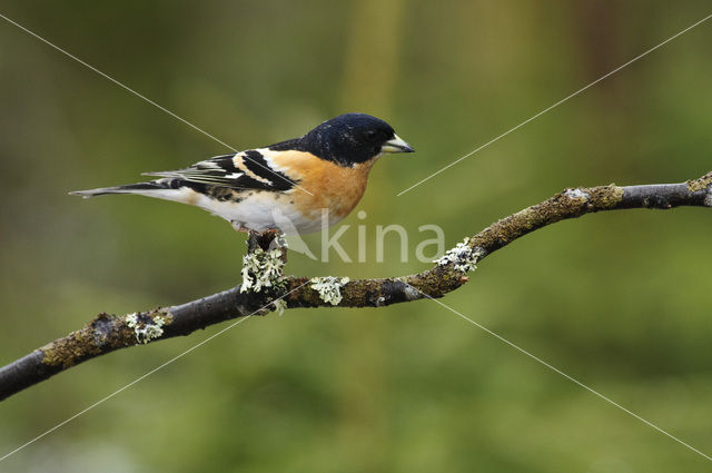 Brambling (Fringilla montifringilla)