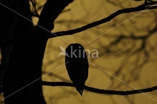 Kerkuil (Tyto alba)