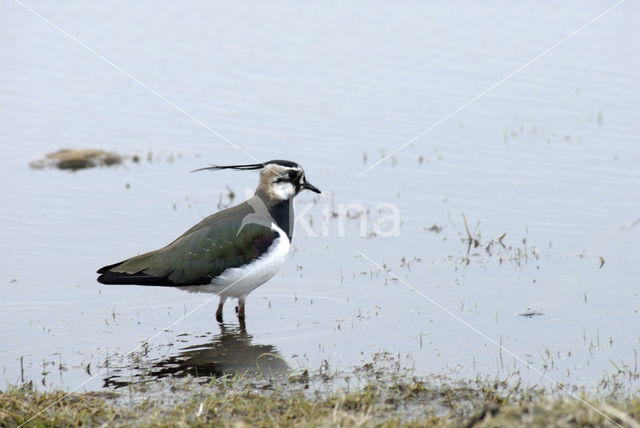 Lapwing (Vanellus vanellus)