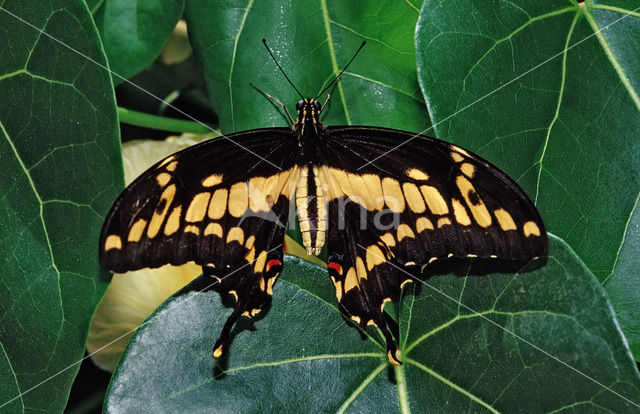 King Swallowtail (Papilio thoas)