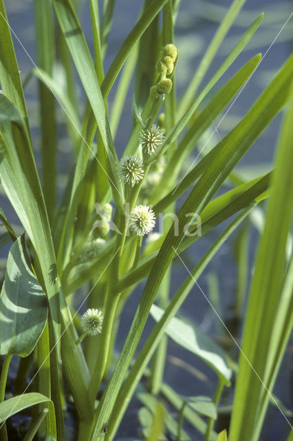 Kleine egelskop (Sparganium emersum)