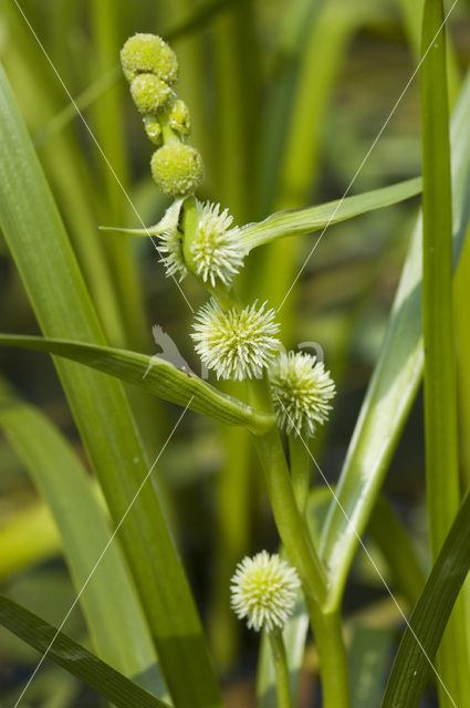 Kleine egelskop (Sparganium emersum)