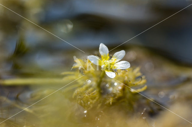 Kleine waterranonkel (Ranunculus aquatilis var. diffusus)