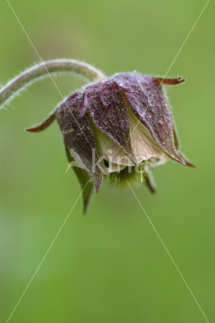 Knikkend nagelkruid (Geum rivale)