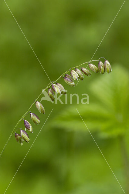 Knikkend parelgras (Melica nutans)