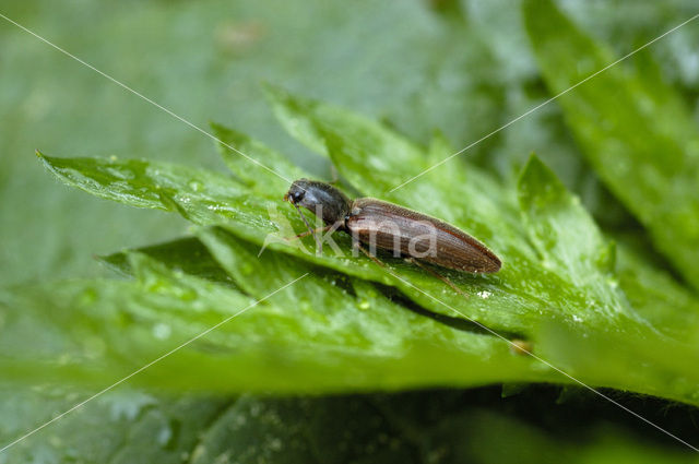 click beetle