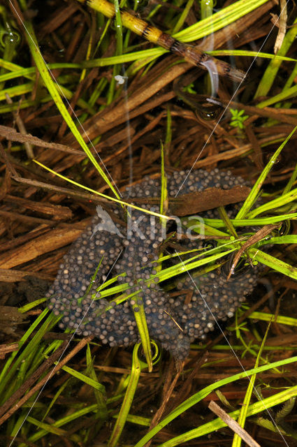 Common Spadefoot Toad (Pelobates fuscus)