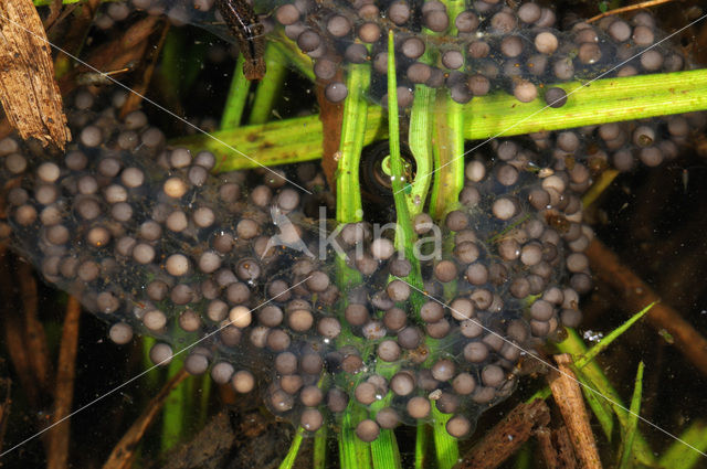 Common Spadefoot Toad (Pelobates fuscus)