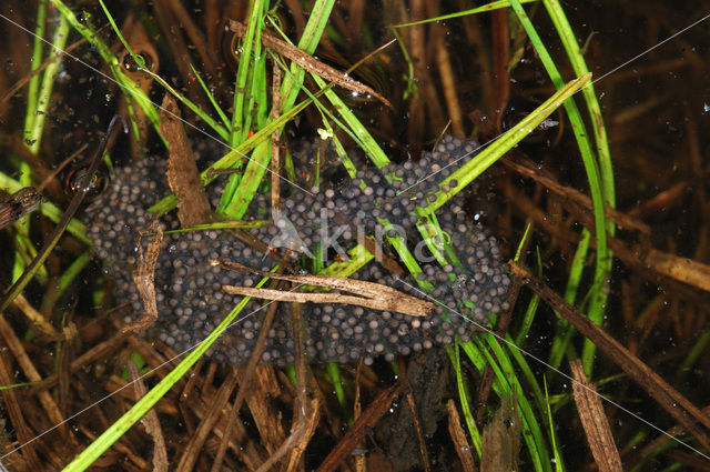 Common Spadefoot Toad (Pelobates fuscus)