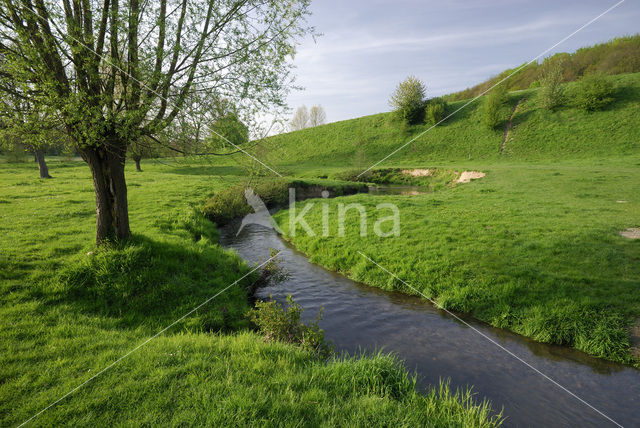 Knotwilg (Salix alba)