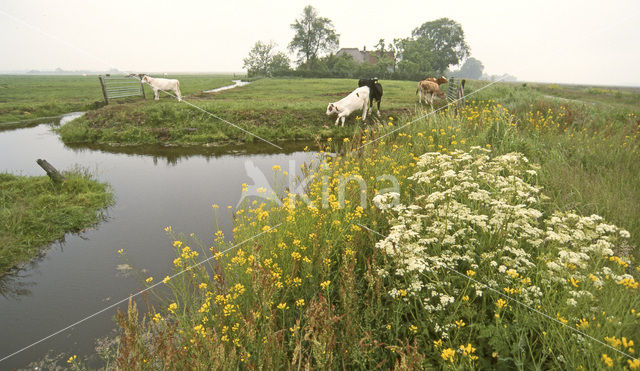 Cow (Bos domesticus)