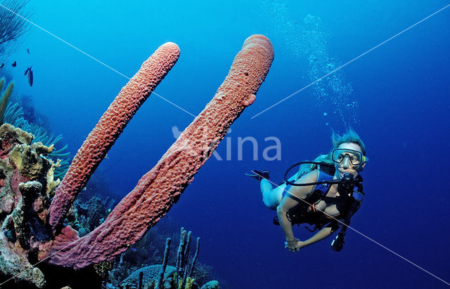 Lavender Stovepipe sponge (Aplysina archeri)