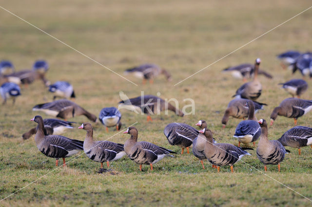 White-fronted goose (Anser albifrons)