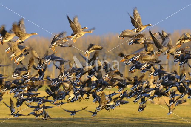 White-fronted goose (Anser albifrons)