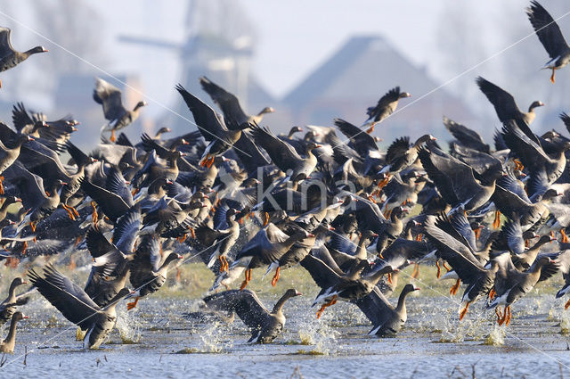 White-fronted goose (Anser albifrons)