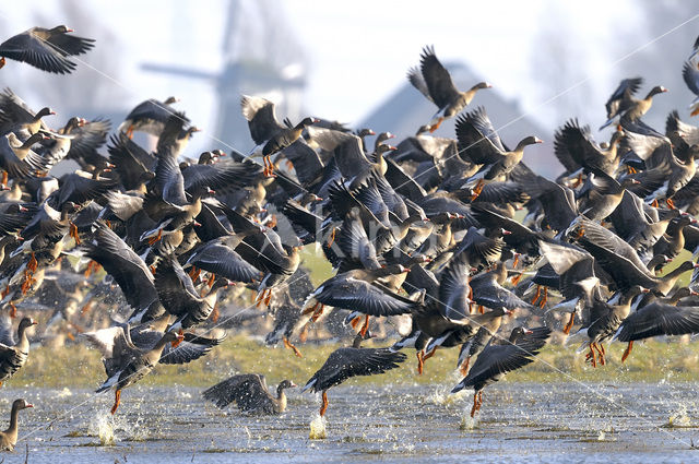 White-fronted goose (Anser albifrons)