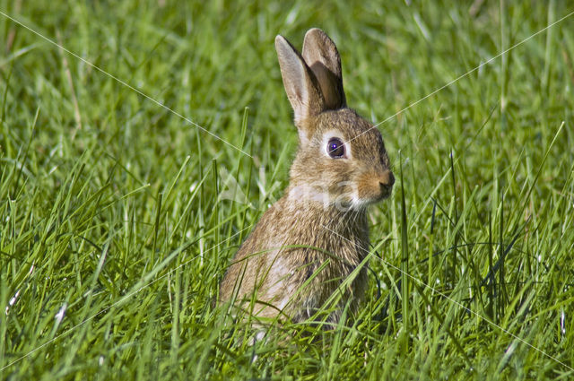 Rabbit (Oryctolagus cuniculus)