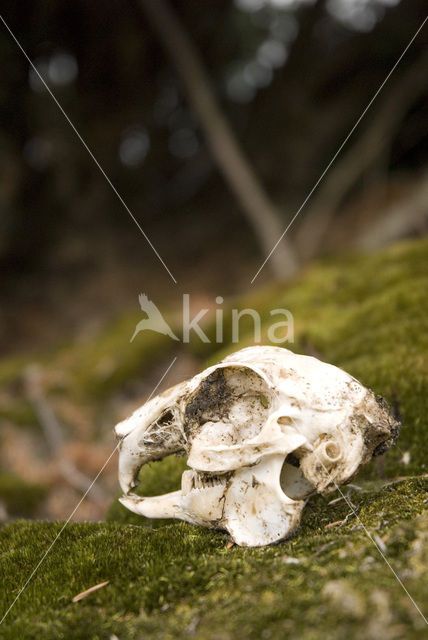 Rabbit (Oryctolagus cuniculus)