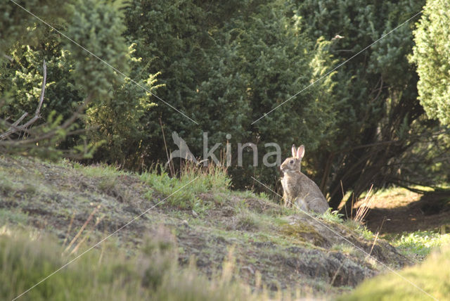 Konijn (Oryctolagus cuniculus)