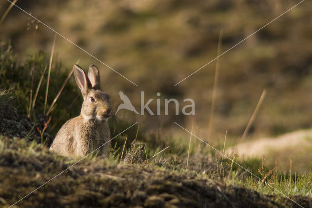 Rabbit (Oryctolagus cuniculus)