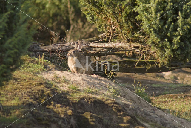 Rabbit (Oryctolagus cuniculus)