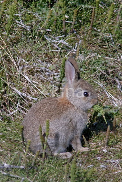 Konijn (Oryctolagus cuniculus)