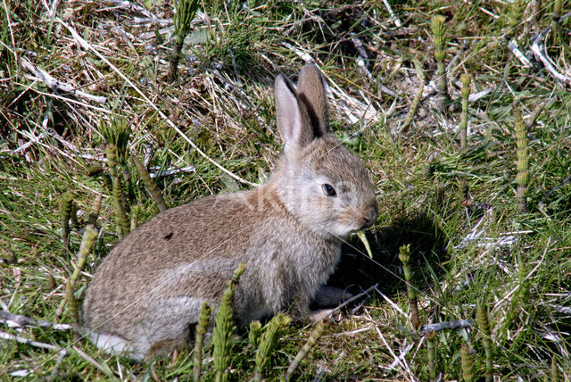 Konijn (Oryctolagus cuniculus)