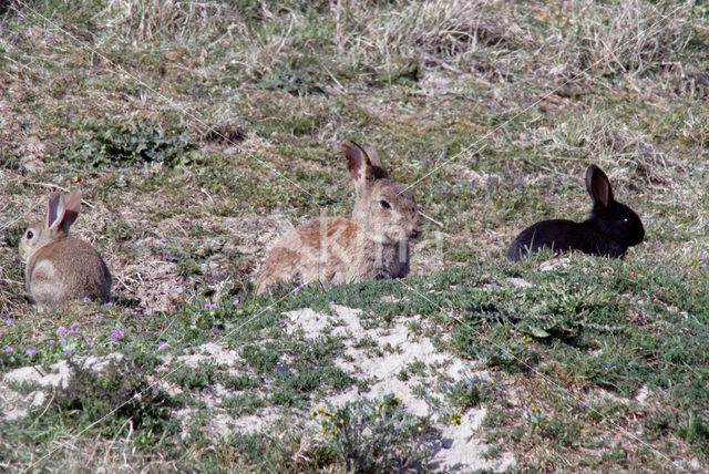 Rabbit (Oryctolagus cuniculus)