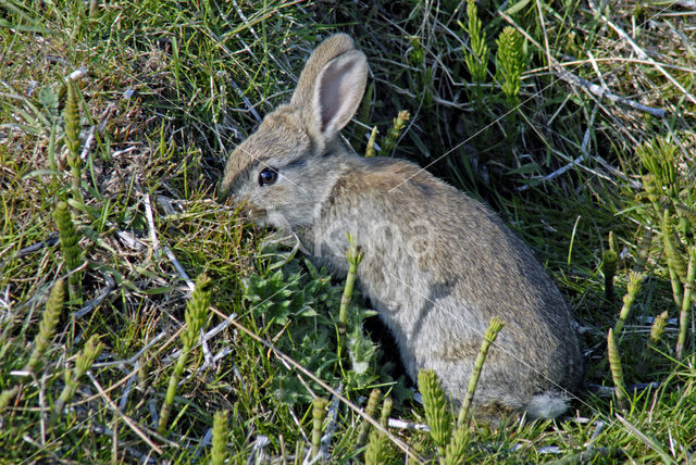 Konijn (Oryctolagus cuniculus)