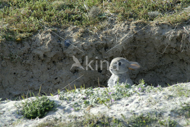 Rabbit (Oryctolagus cuniculus)