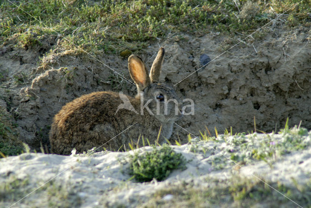 Konijn (Oryctolagus cuniculus)