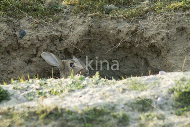 Rabbit (Oryctolagus cuniculus)