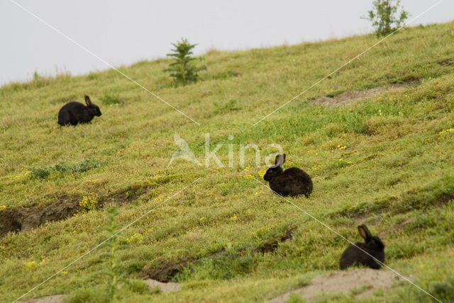 Konijn (Oryctolagus cuniculus)