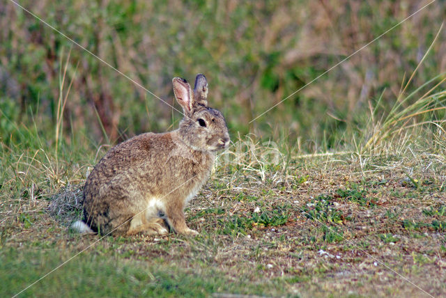 Konijn (Oryctolagus cuniculus)