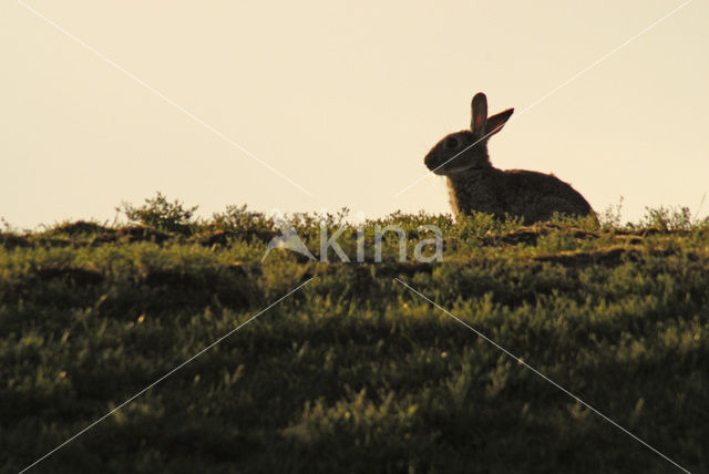 Konijn (Oryctolagus cuniculus)