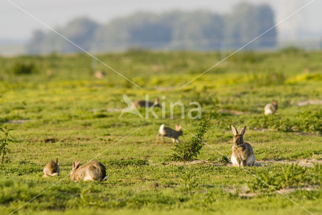 Konijn (Oryctolagus cuniculus)