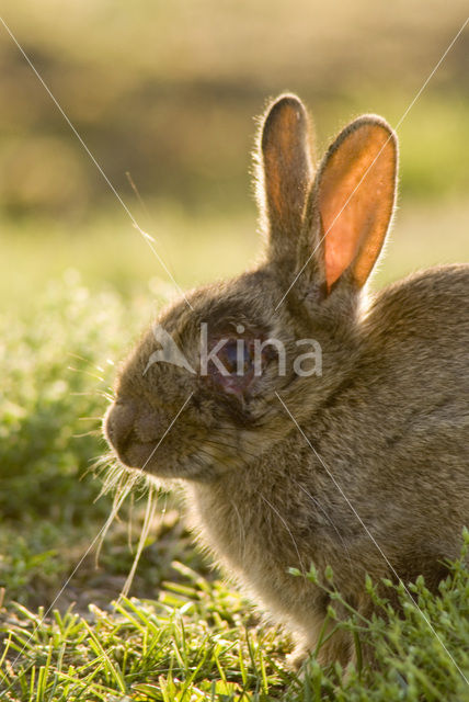 Konijn (Oryctolagus cuniculus)