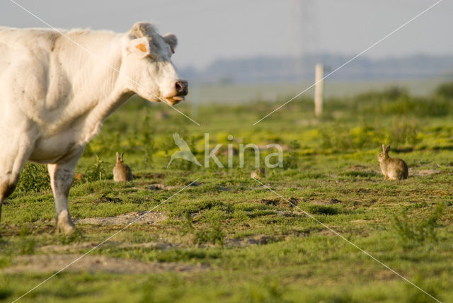 Konijn (Oryctolagus cuniculus)